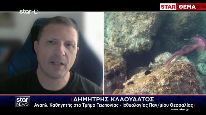 Μέδουσες: Eπανεμφανίστηκαν στις ελληνικές θάλασσες- «Στρατιές» στον Ευβοϊκό