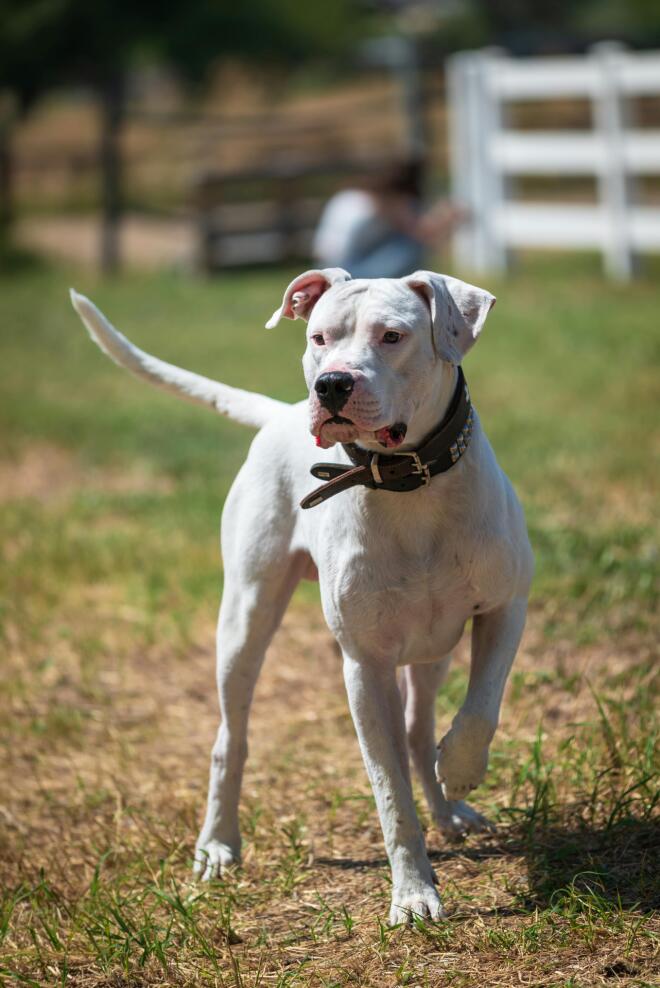 Σκύλος ράτσας Dogo Argentino / φωτογραφία αρχείου pexels