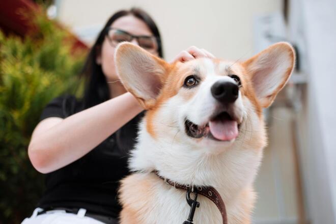 dog owner