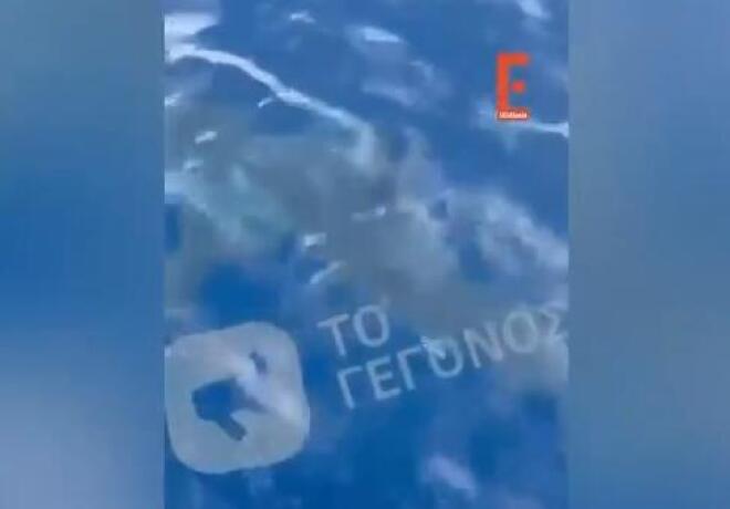 Καρχαρίας μάκο στην Ανάβυσσο