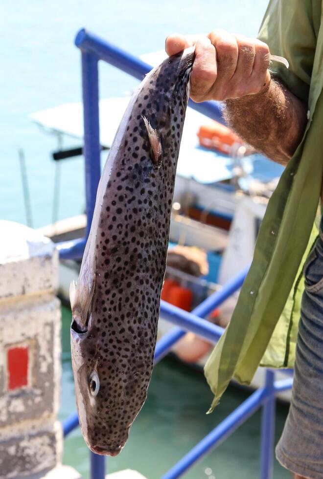Πόλεμος κατά των λαγοκέφαλων στις ελληνικές θάλασσες από τους ψαράδες