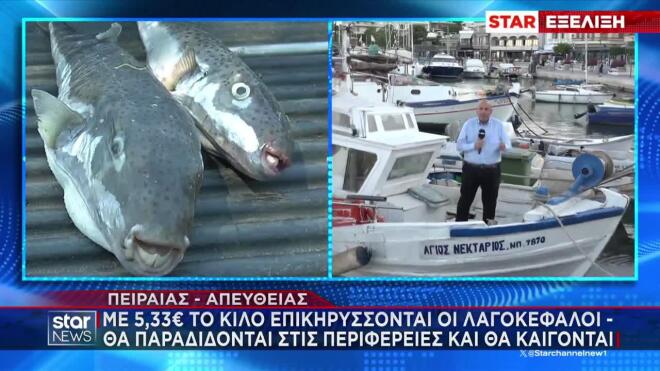 Λαγοκέφαλος: Ξεκινά το «κυνήγι» με 5,33 ευρώ το κιλό - Σε ποιες περιοχές