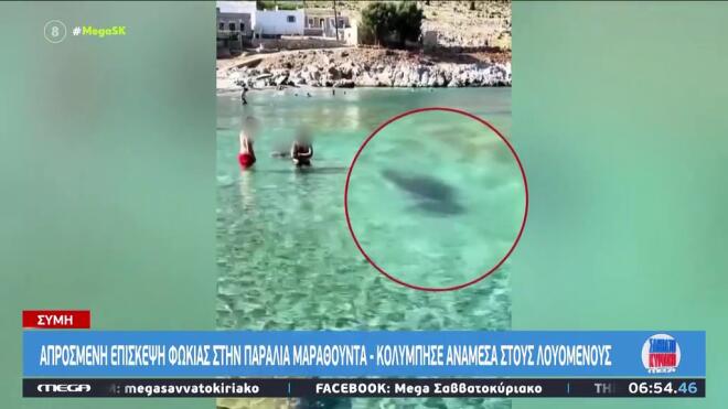 Σύμη: Φώκια κολυμπούσε κοντά στην ακτή δίπλα στους λουόμενους