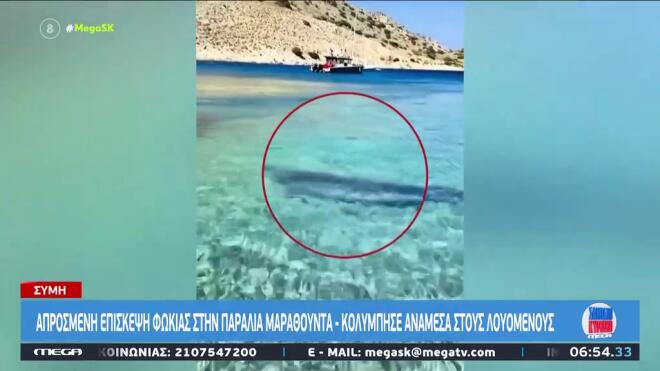 Σύμη: Φώκια κολυμπούσε κοντά στην ακτή δίπλα στους λουόμενους
