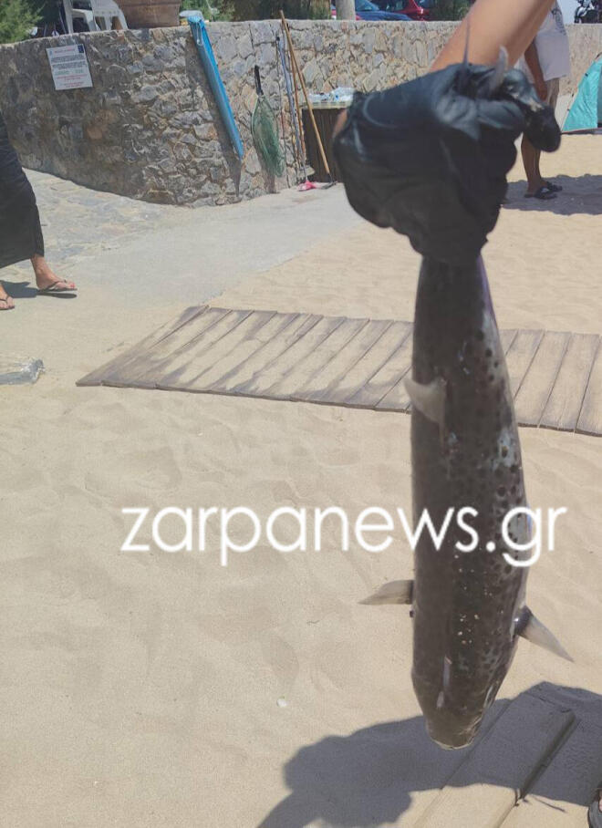 Ο λαγοκέφαλος που εμφανίστηκε στο Μαράθι - zarpanews.gr