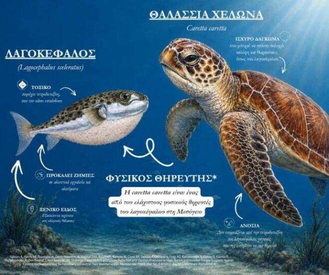λαγοκέφαλος caretta caretta