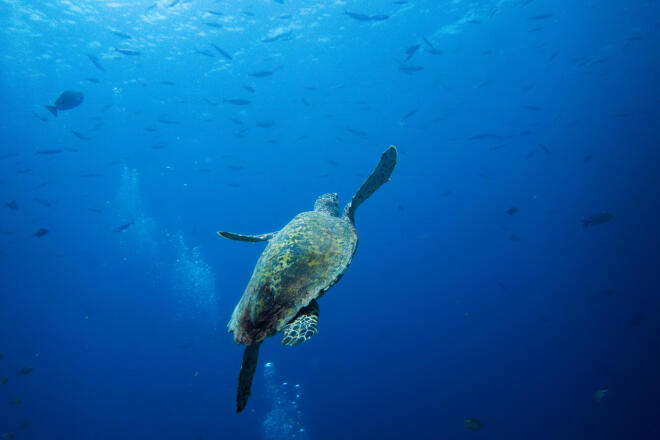 H Caretta Caretta μπορεί να καταναλώσει λαγοκέφαλο καθώς έχει ανοσία στην τοξίνη που περιέχει το ψάρι - AP Images