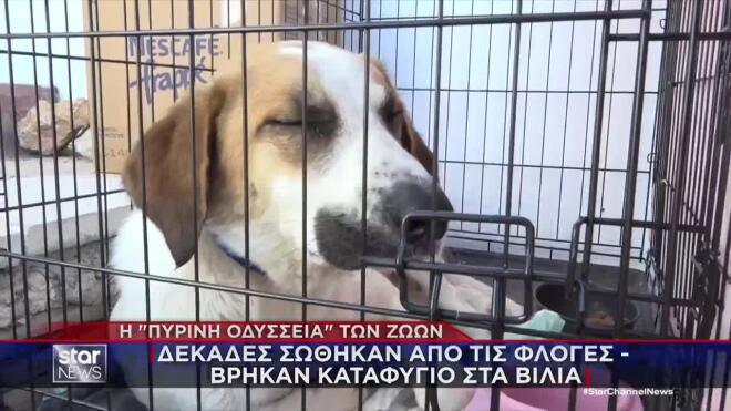 Η «πύρινη Οδύσσεια» των ζώων: Δεκάδες σώθηκαν από τις φλόγες - Βρήκαν καταφύγιο στα Βίλια