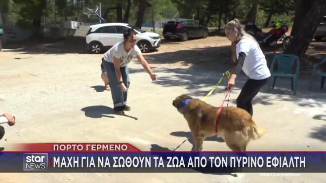 Πόρτο Γερμενό: Μάχη για να σωθούν τα ζώα από τον πύρινο εφιάλτη