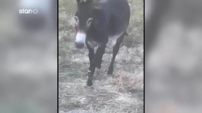 Τι είναι το παστούρωμα