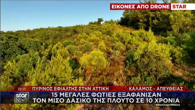 Η εικόνα από το δάσος στον Κάλαμο