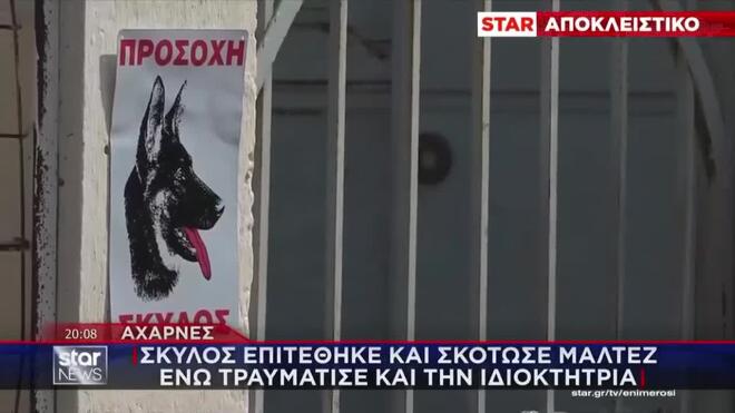 Αχαρνές: «Προσπαθούσα να σώσω τον σκύλο μου και εντέλει δάγκωσε κι εμένα»