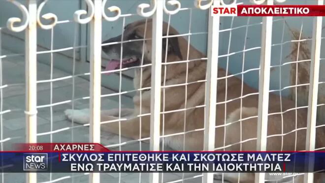 Στις εικόνες καταγράφεται ο σκύλος της επίθεσης. Φαίνεται πως ξέφυγε για λίγο από την προσοχή του ιδιοκτήτη. Τη στιγμή που άνοιξε την πόρτα τρύπωσε και έφυγε στον δρόμο.