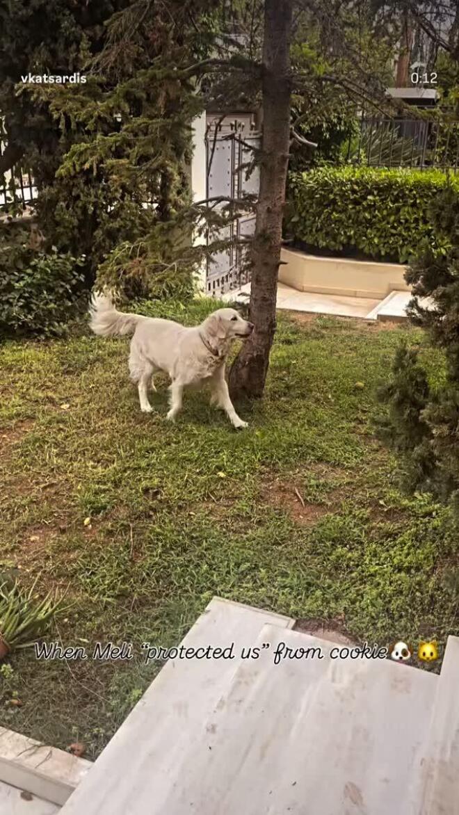 H αγαπημένη σκυλίτσα της παρουσιάστριας, Μέλι
