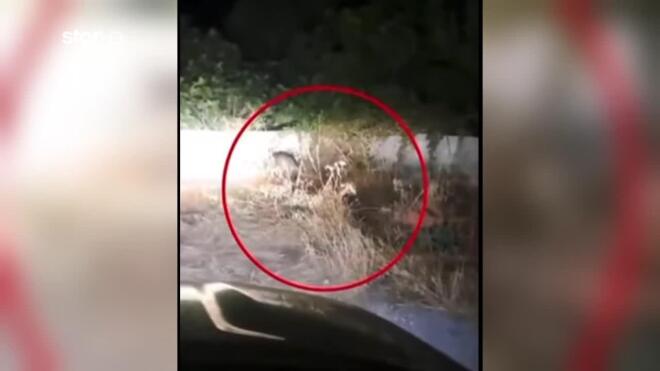 Μοναχικός λύκος κόβει βόλτες έξω από την παιδική χαρά της Χασιάς
