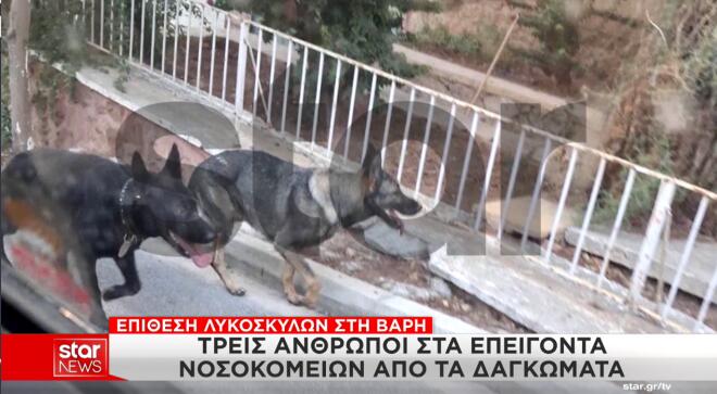 σκυλιά Τσιτσιπά