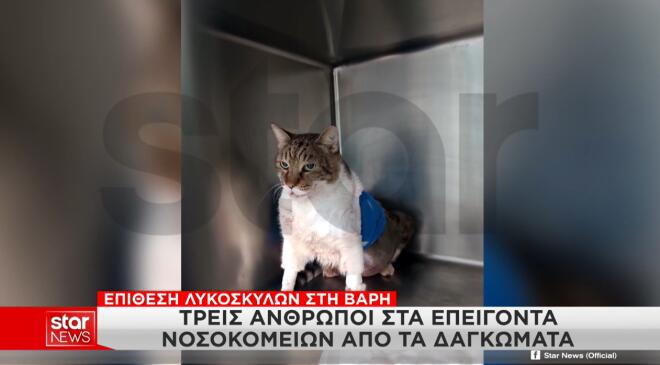 σκυλιά Τσιτσιπά Βάρη