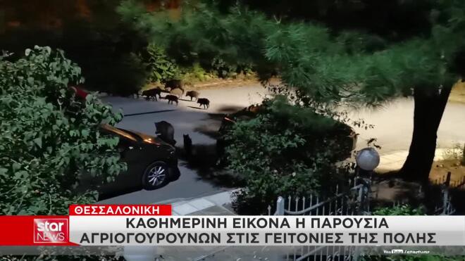 ΑΓΡΙΟΓΟΥΡΟΥΝΑ