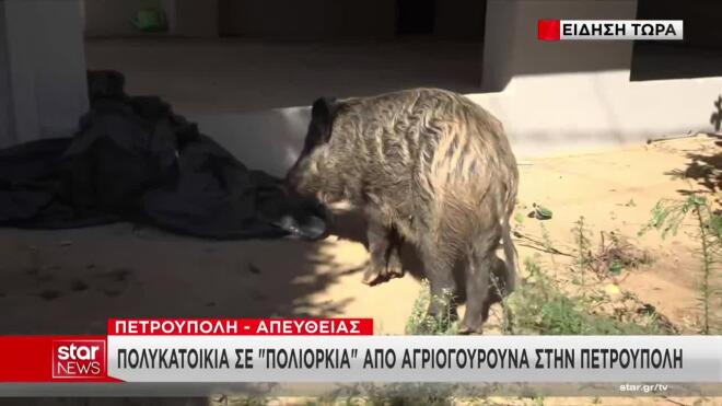 Συναγερμός στην Πετρούπολη: «Εισβολή» αγριογούρουνων σε πολυκατοικία