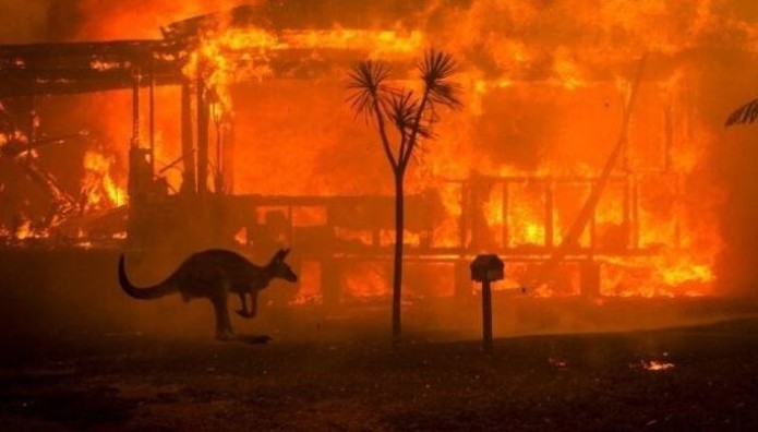 Καγκουρό στις φωτιές στην Αυστραλία