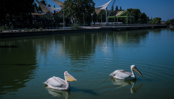 Ζευγάρι  Ροδοπελεκάνων  Εμφανίστηκαν Στο Πάρκο Τρίτση