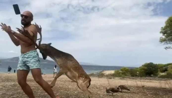 Αίγινα: Eλάφι Επιτέθηκε Σε Τουρίστα Που Έβγαζε Selfie