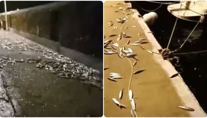 Άνδρος: Σαρδέλες Βγήκαν Στη Στεριά Για Να Γλιτώσουν