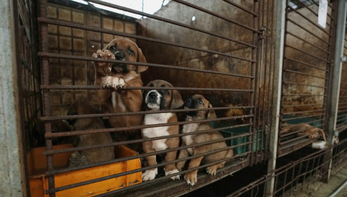 Απαγορεύει το κρέας σκύλου η Νότια Κορέα με ιστορικό νομοσχέδιο