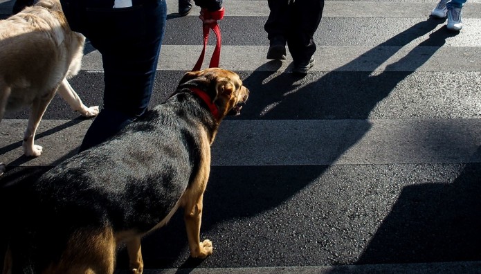 σκυλιά δρόμος