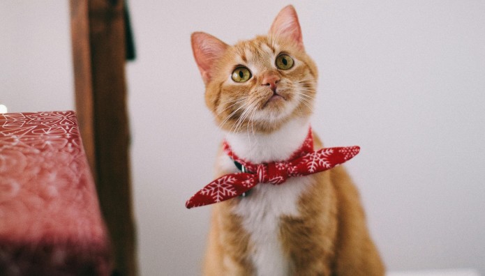 Γάτες: Γιατί δεν πρέπει να φορούν περιλαίμια, μπαντάνες ή κορδέλες