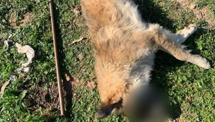 Νέα Υπόθεση Όλιβερ Στα Μέγαρα Με Κακοποίηση Σκύλου