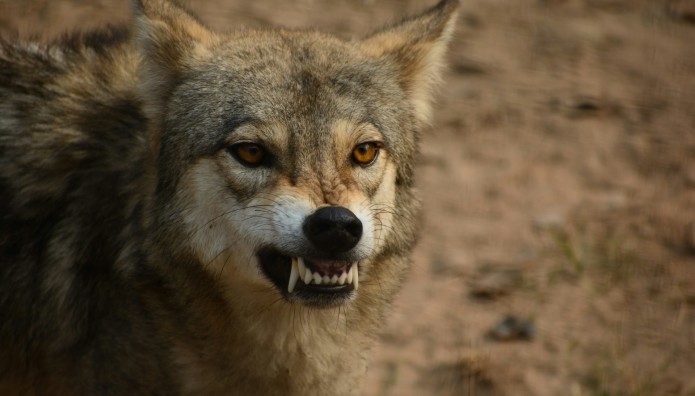 Καβάλα: Σκύλος Επιτέθηκε Σε 7χρονο