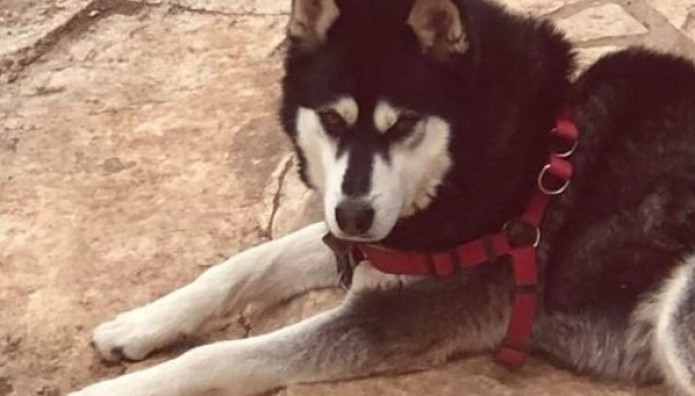 Αράχωβα σκύλος Όλιβερ