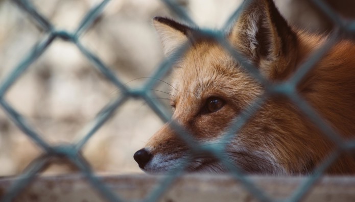 Κεφαλονιά: Σκότωσαν Αλεπού Και Την Κρέμασαν Σε Δέντρο