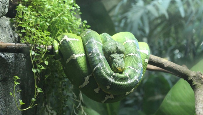 Αμαζόνιος: Βρέθηκε Το Μεγαλύτερο Είδος Φιδιού Στον Κόσμο