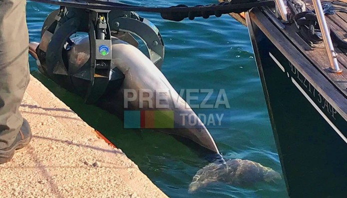 Πρέβεζα: Δελφίνι Ξεβράστηκε Νεκρό Στο Λιμάνι