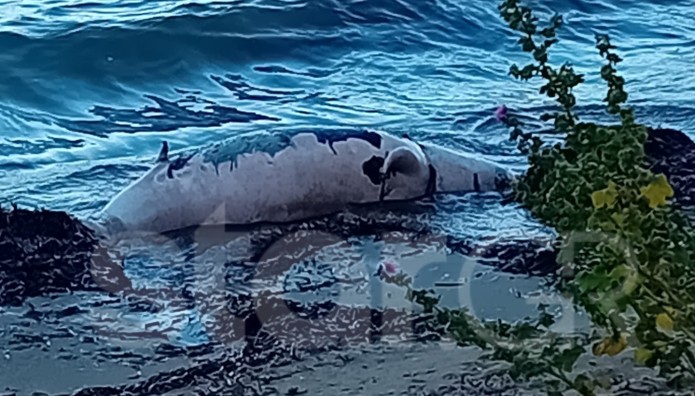 Καβούρι: Νεκρή Φώκια Σε Ακτή