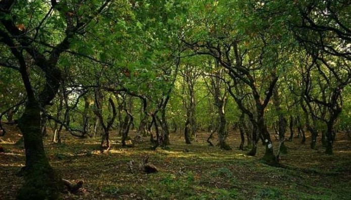 3rd Ipsilantis Trail: Ένας μοναδικός αγώνας δρόμου μέσα στη Φύση