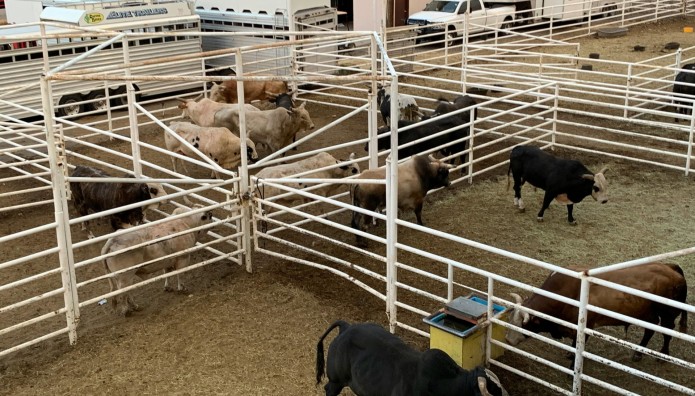 Ιός Της Γρίπης Των Πτηνών Εντοπίστηκε Στο Αγελαδινό Γάλα