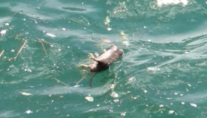 Θεσσαλονίκη: Νεκρά Ποντίκια Γέμισε Ο Θερμαϊκός