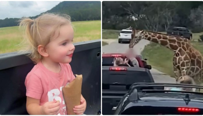 Καμηλοπάρδαλη Άρπαξε 2χρονο Κοριτσάκι Από Καρότσα