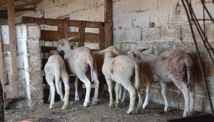Πήλιο: 45χρονος ΑμεΑ Βρέθηκε Κλειδωμένος Σε Μαντρί