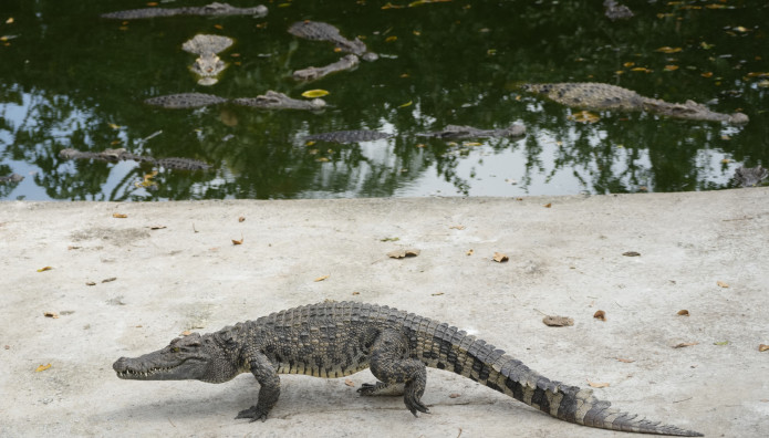 Αγωνία Για 12χρονο Που Αγνοείται - Του Επιτέθηκε Κροκόδειλος