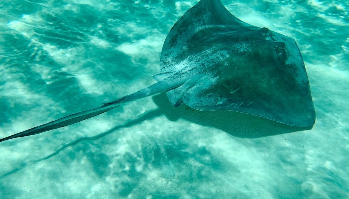 Αγρίνιο: Σαλάχι Τσίμπησε Λουόμενη