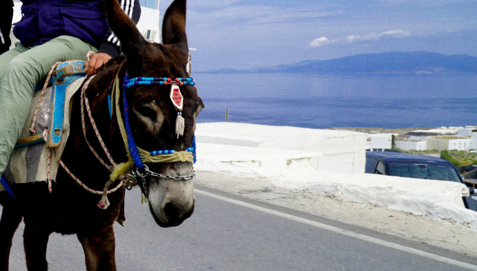 Καύσωνας: SOS Για Τα Γαϊδουράκια & Τις Συνθήκες Διαβίωσης