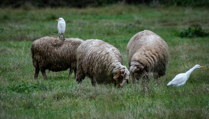 Πρόβατα Πανώλη: Ξεκίνησαν Οι Έλεγχοι