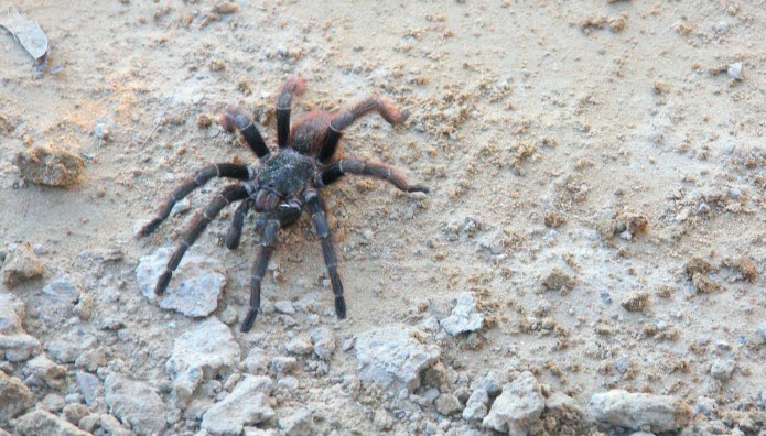 Ηλεία: Χαροπαλεύει Μετά Από Τσίμπημα Αράχνης