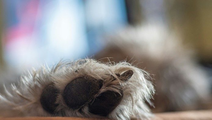 Βόλος: Χτύπησαν Και Μαχαίρωσαν Σκύλο