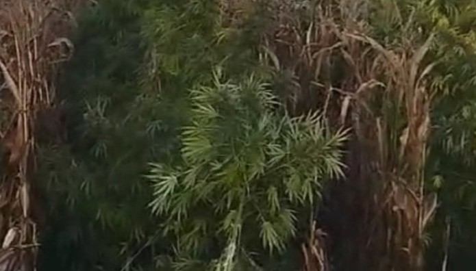 χασισοφυτεία Βοιωτία