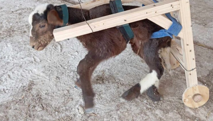 Κρήτη: Κρατούμενοι Βοήθησαν Ανάπηρο Κατσικάκι Να Περπατήσει